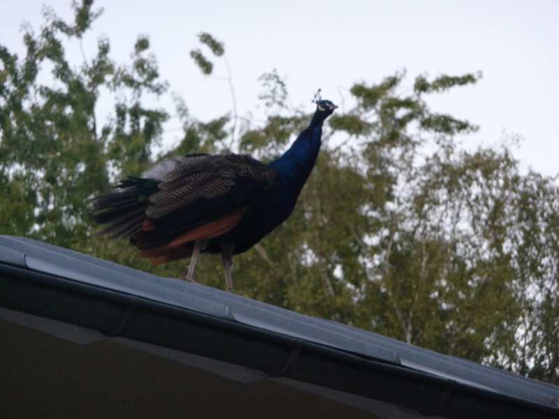 active_power_2013_118