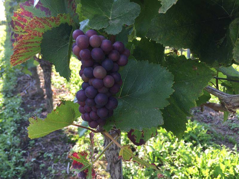 active-power-2015-155